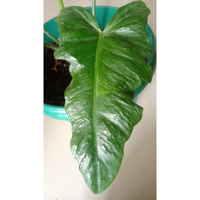 Philo Dragon Philodendron Dragon langka semi varigata