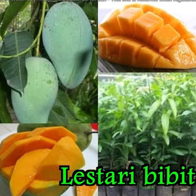 Bibit Mangga Gadung