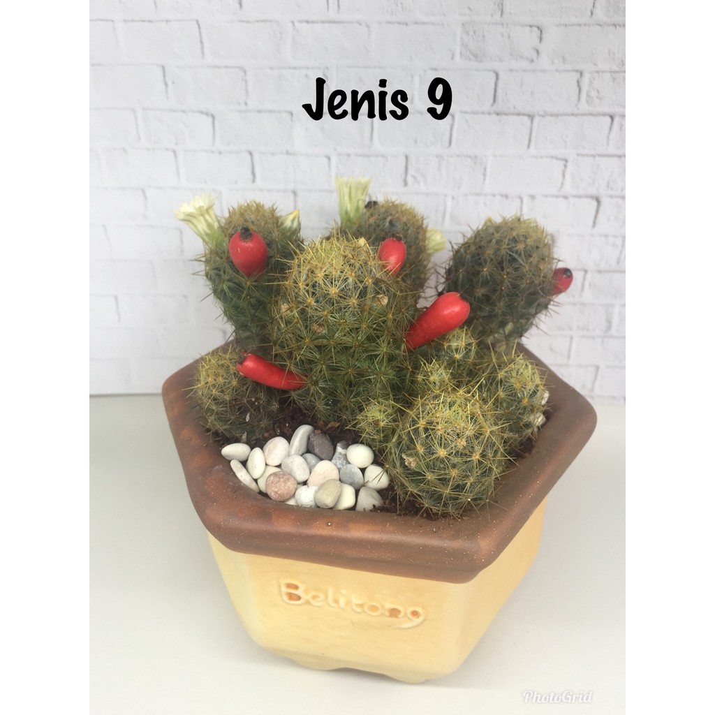 Kaktus Hias Mini Pot Gerabah.