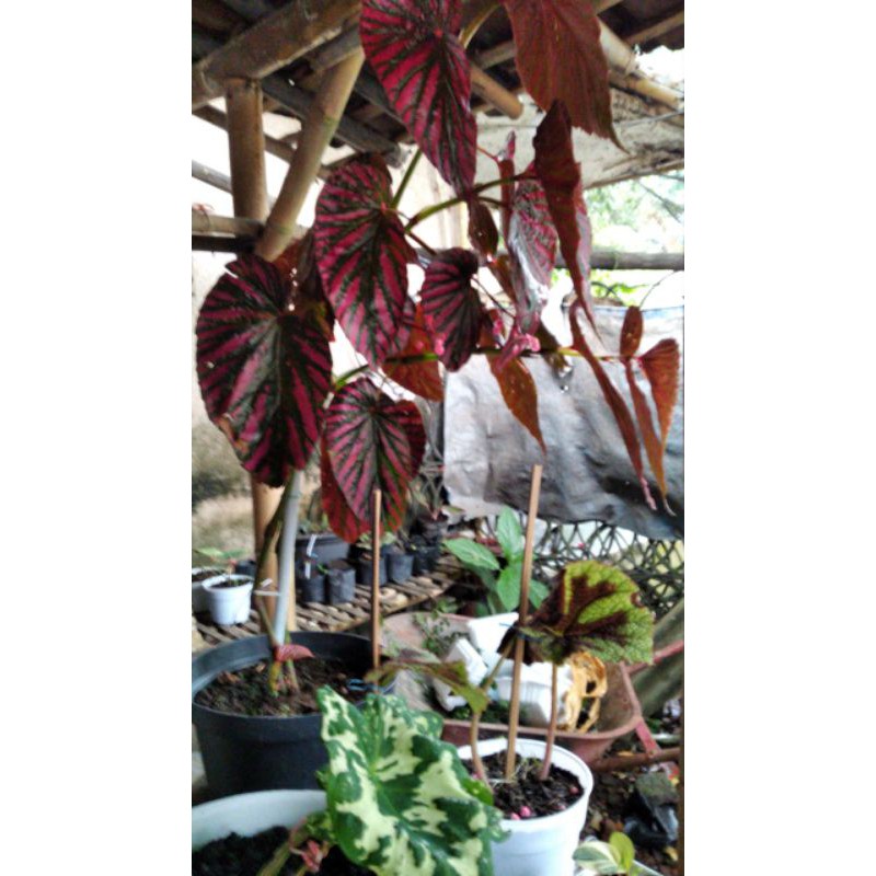 begonia brevirimosa/ rex violet/ walet