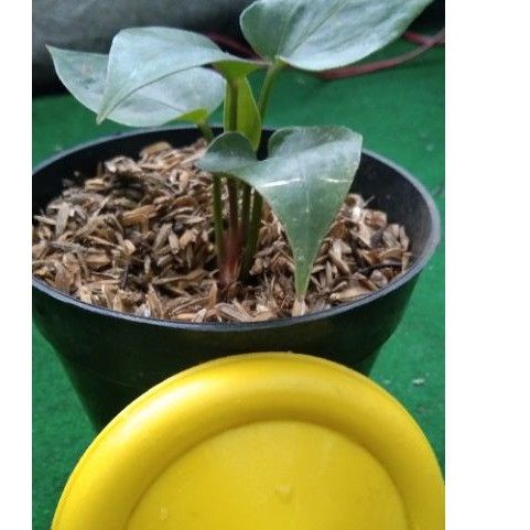 anturium black selfit