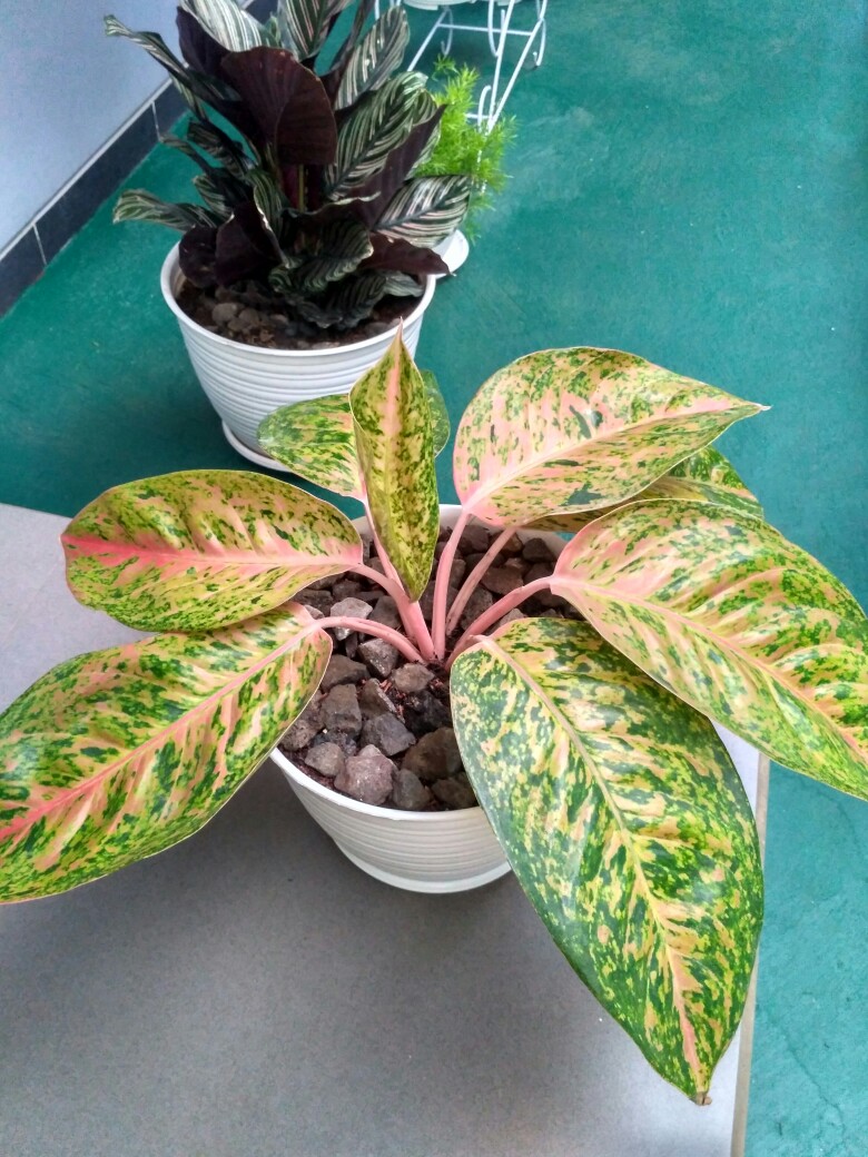 Aglonema Murah Warna Pink