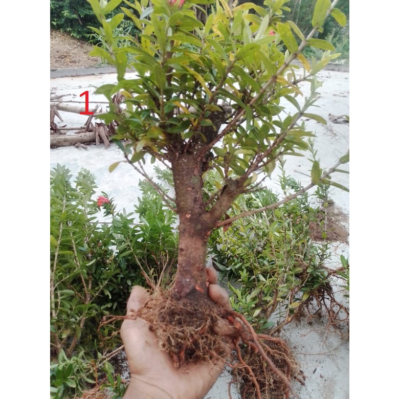 Bahan Bonsai Asoka Merah (Mumer)