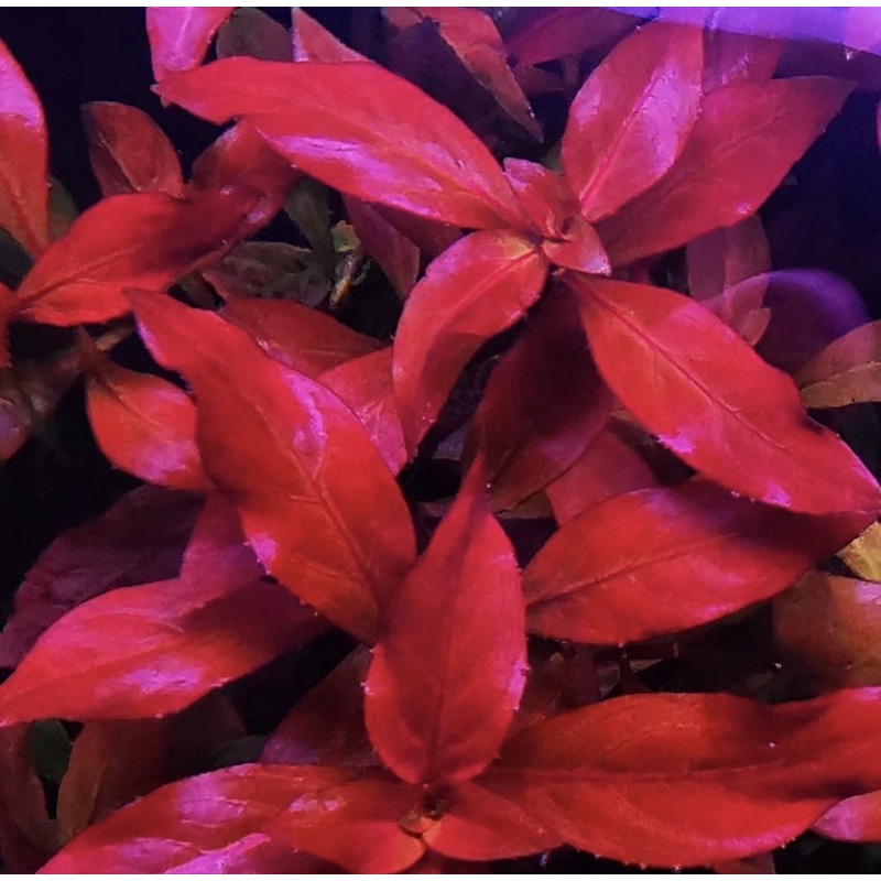 Ludwigia glandulosa ( tanaman aquascape )