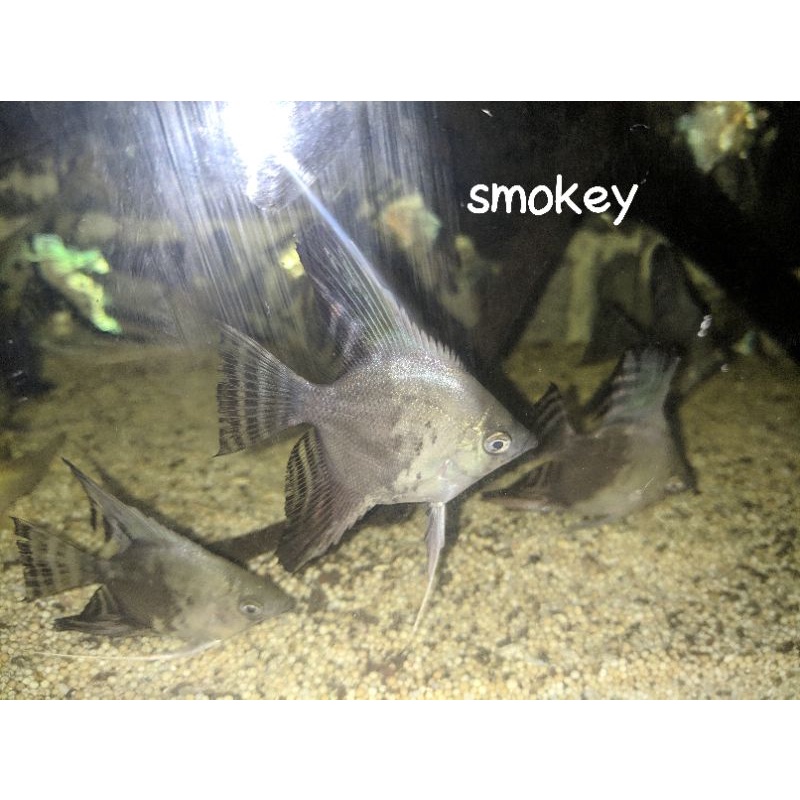 ikan manfish smokey