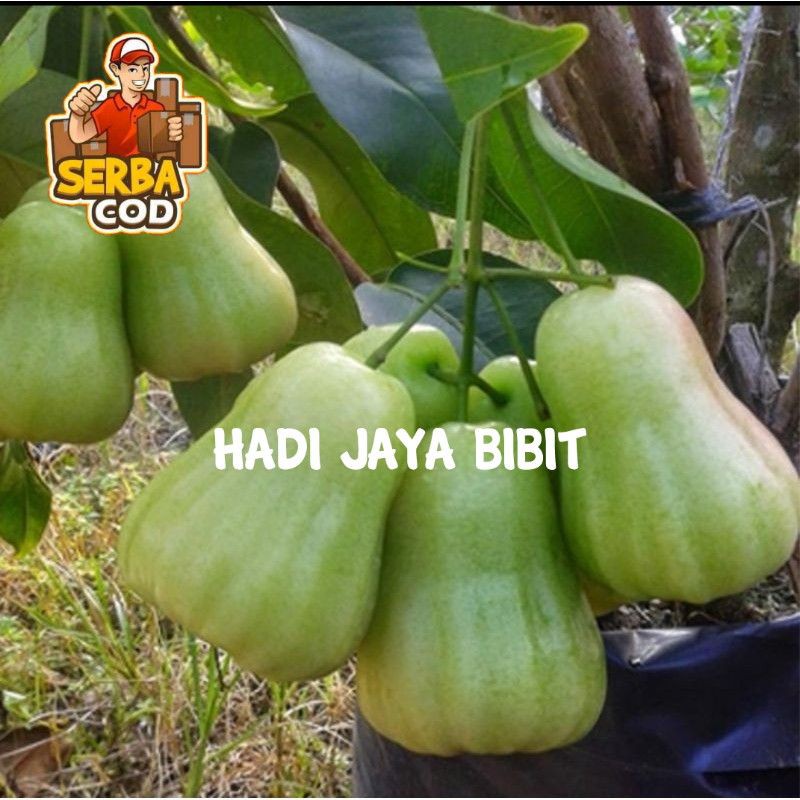 BIBIT JAMBU AIR MADU DELI HIJAU MANIS