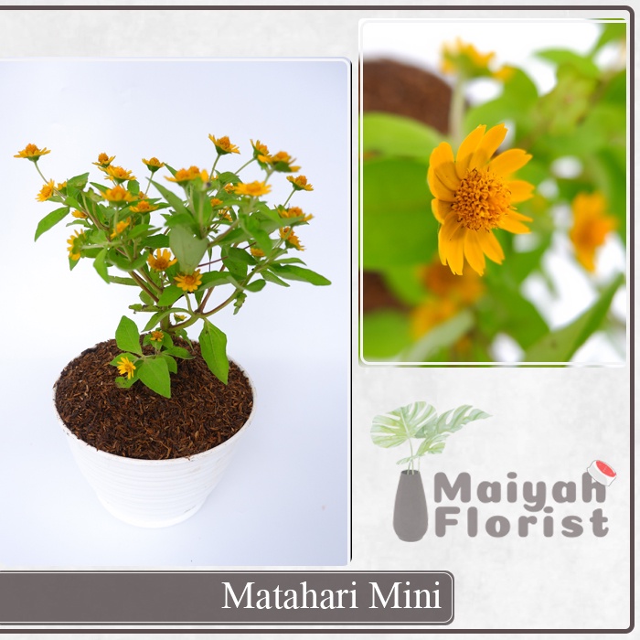 Bunga Matahari Mini - Butter Daisy Melampodium - Tanaman Hias