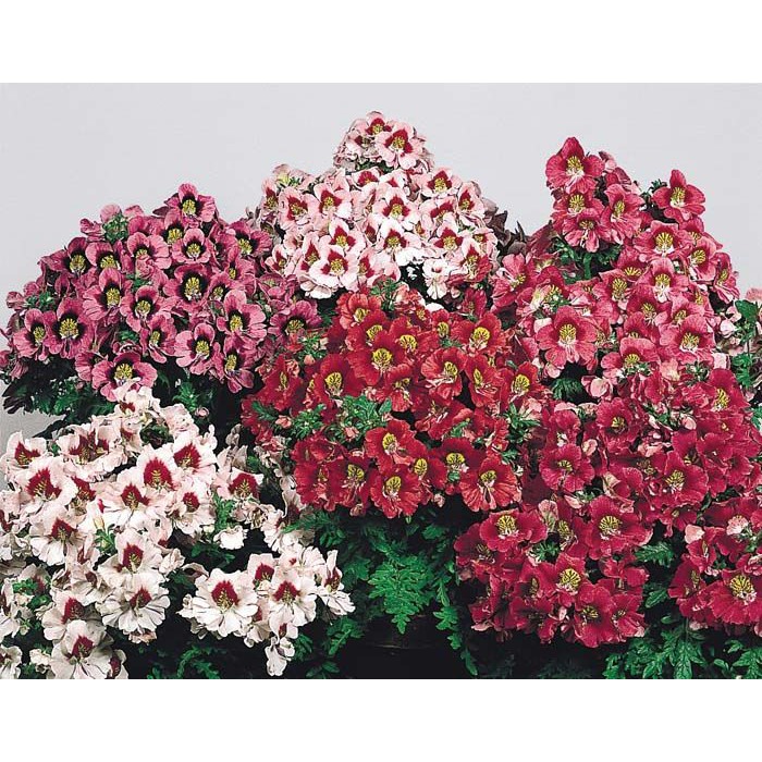 Benih Bibit Biji - Bunga Schizanthus Angel Wings Mixed Flower Seeds - IMPORT