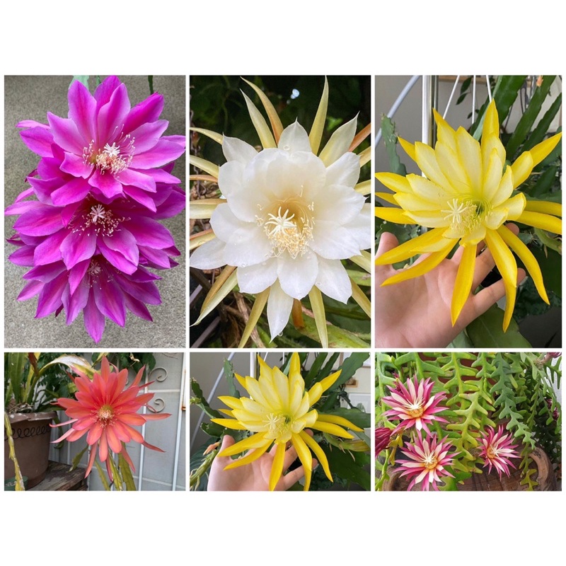 Tanaman hias gantung wijaya kusuma/bunga hidup/bunga wijaya kusuma/bunga hidup murah/bunga gantung h