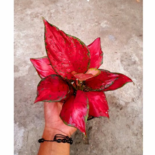 SUPER RED QUEEN - Tanaman Hias Aglonema / Aglaonema