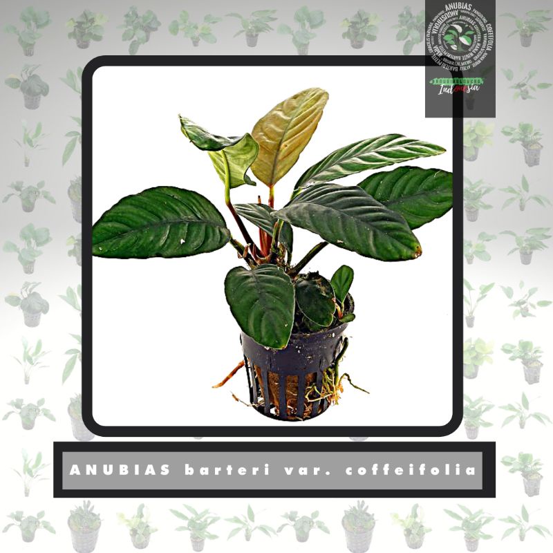 anubias coffefolia aquascape