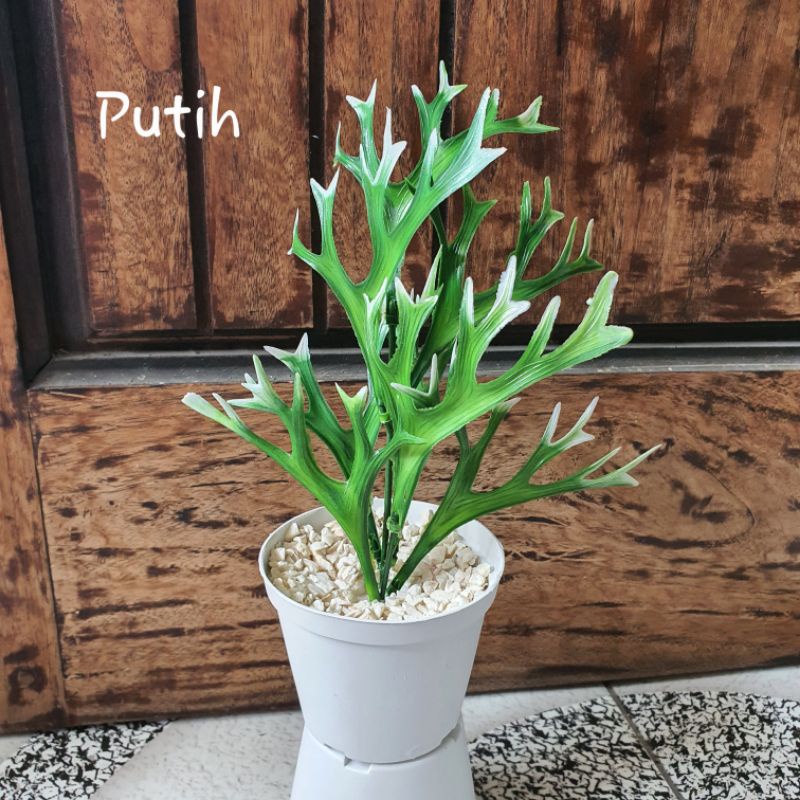Bunga Tanduk Rusa / Pakis Kijang + Pot Putih