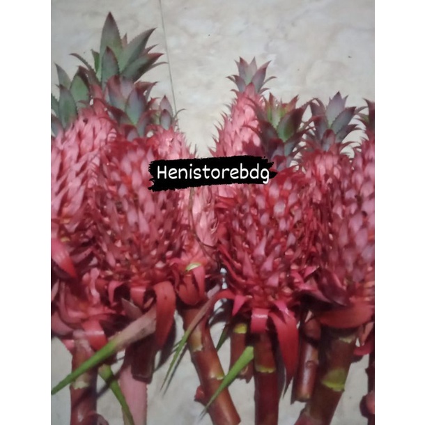 

Nanas muda nanas merah hutan segar 500g