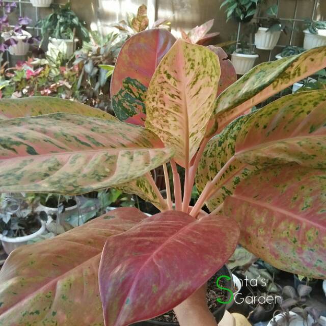 Aglonema Big Roy/Aglonema Lulaiwan dewasa