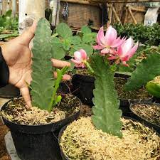 (BISA COD) Wijaya Kusuma German Empress Epiphyllum - Bibit wijaya kusuma import