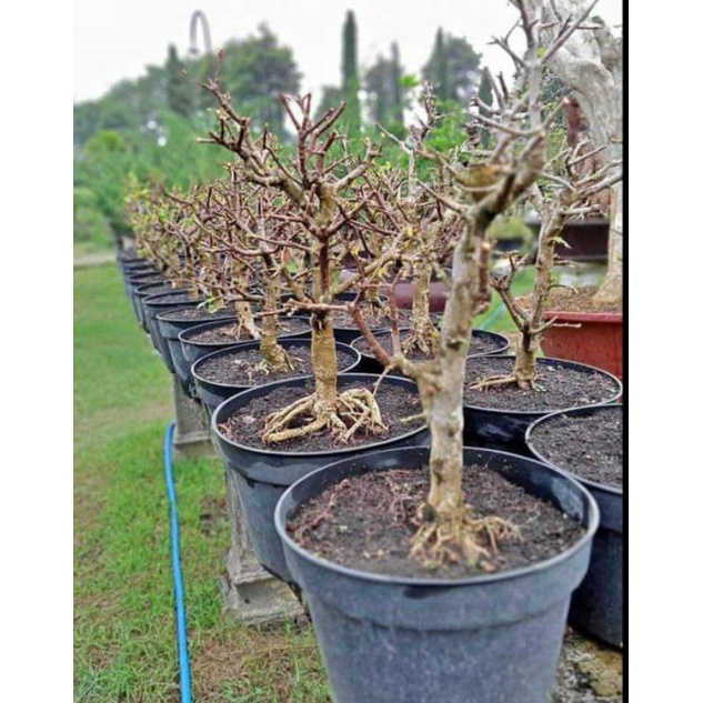 Bahan Bonsai Sianci Prospek