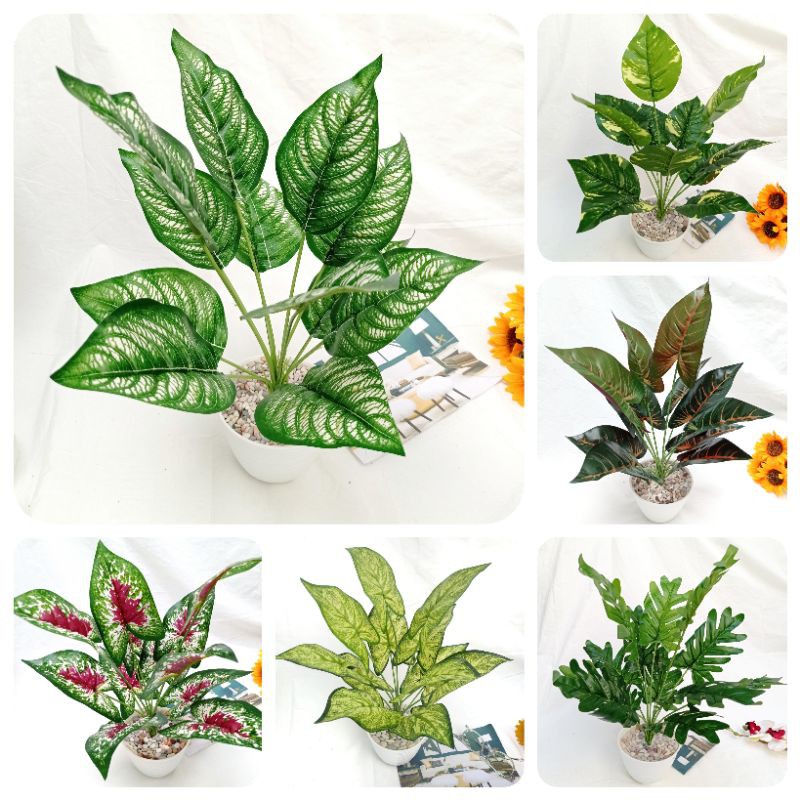 (dengan pot) Keladi medium daun 12 pot 12 cm tinggi 40 cm