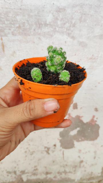 Pot Mini Warna Warni 8 Cm Garden Of Love