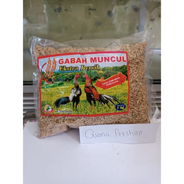 Gabah Muncul / Pakan Ayam Bangkok / Ayam Aduan
