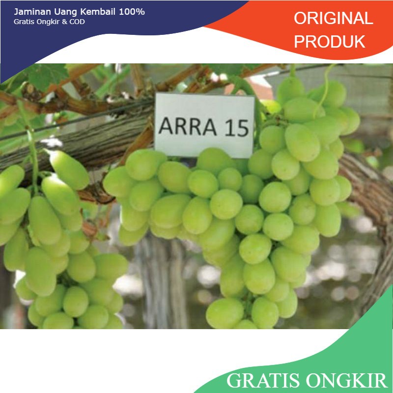 bibit anggur import arra 15
