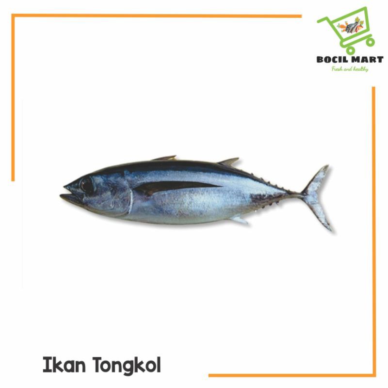 

[BOCIL MART] IKAN TONGKOL MENTAH / SEGAR