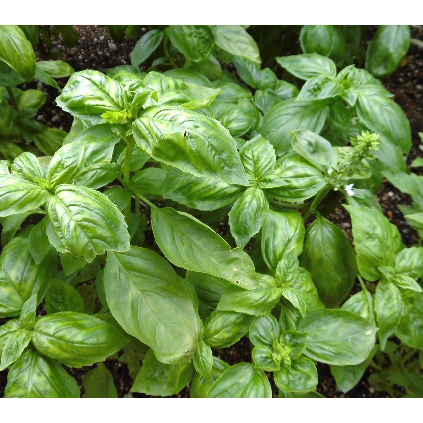 Benih-Bibit Herb Sweet Basil (Haira Seed)