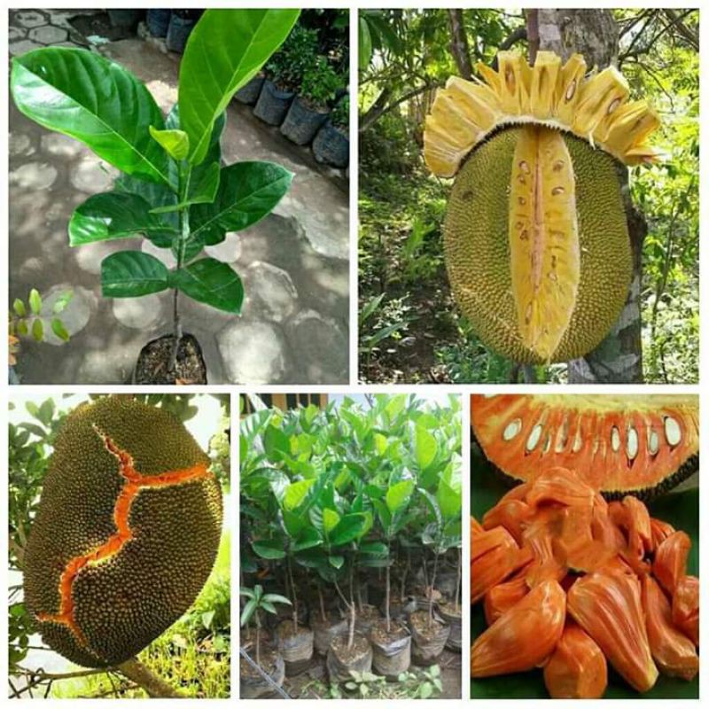 

nangkasemuajenis(3btg)