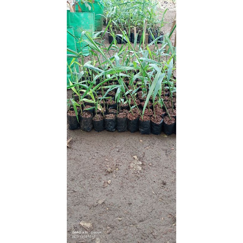 

10 bibit jahe merah