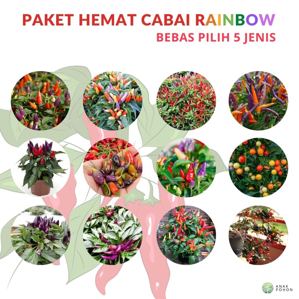 Benih Bibit Biji - Paket Hemat Cabe Cabai Rainbow Pepper (BEBAS PILIH 5 MACAM)