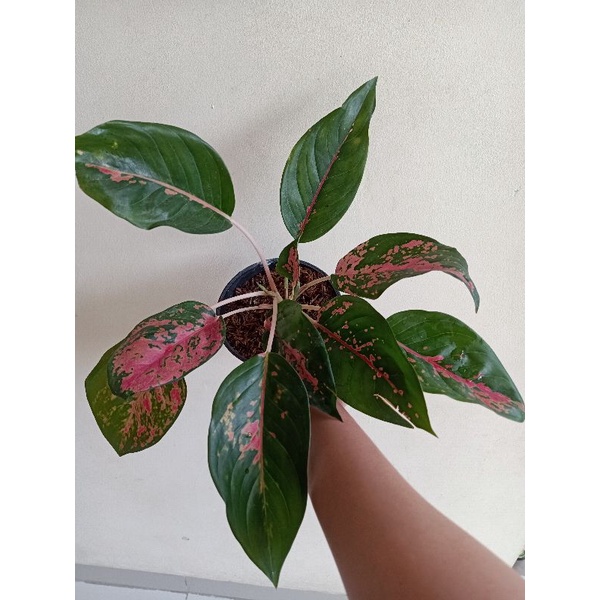 Tanaman Aglonema Kochin Red Merah indukan jumbo besar rimbun