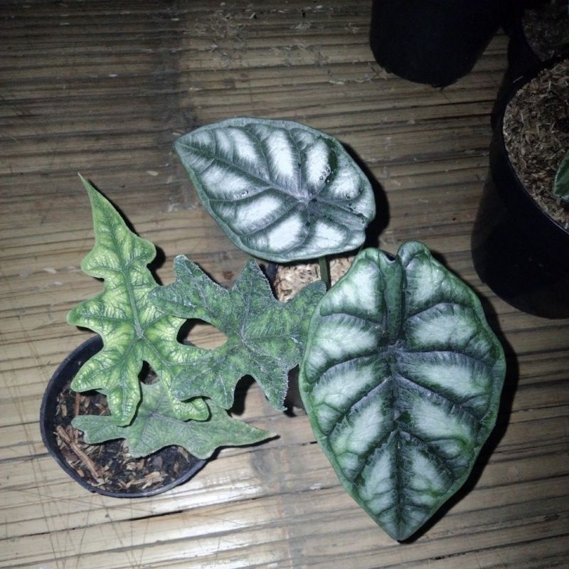 paketan tanmanan hias alocasia