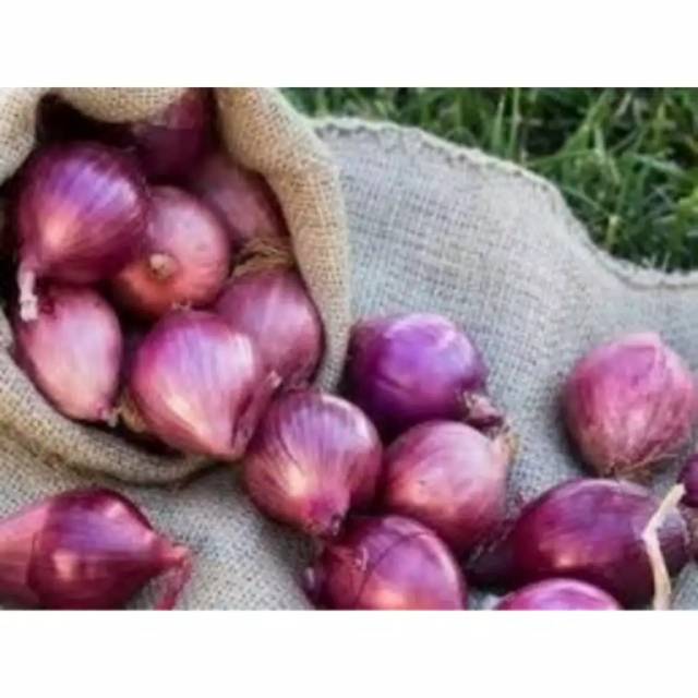 

BAWANG MERAH KUALITAS TERBAIK