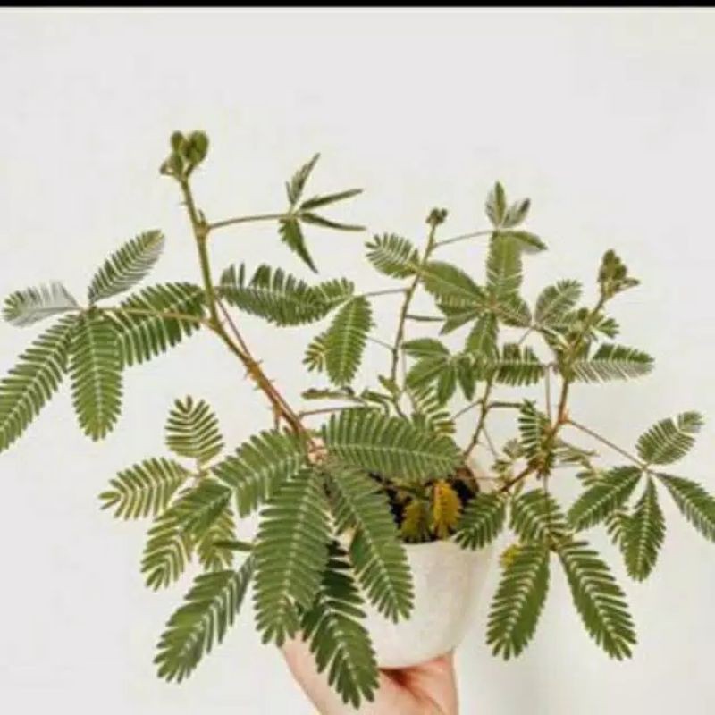 tanaman hias mimosa pudica -putri malu