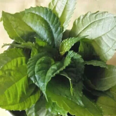 

Daun Popohan Segar - lalap [1ikat]