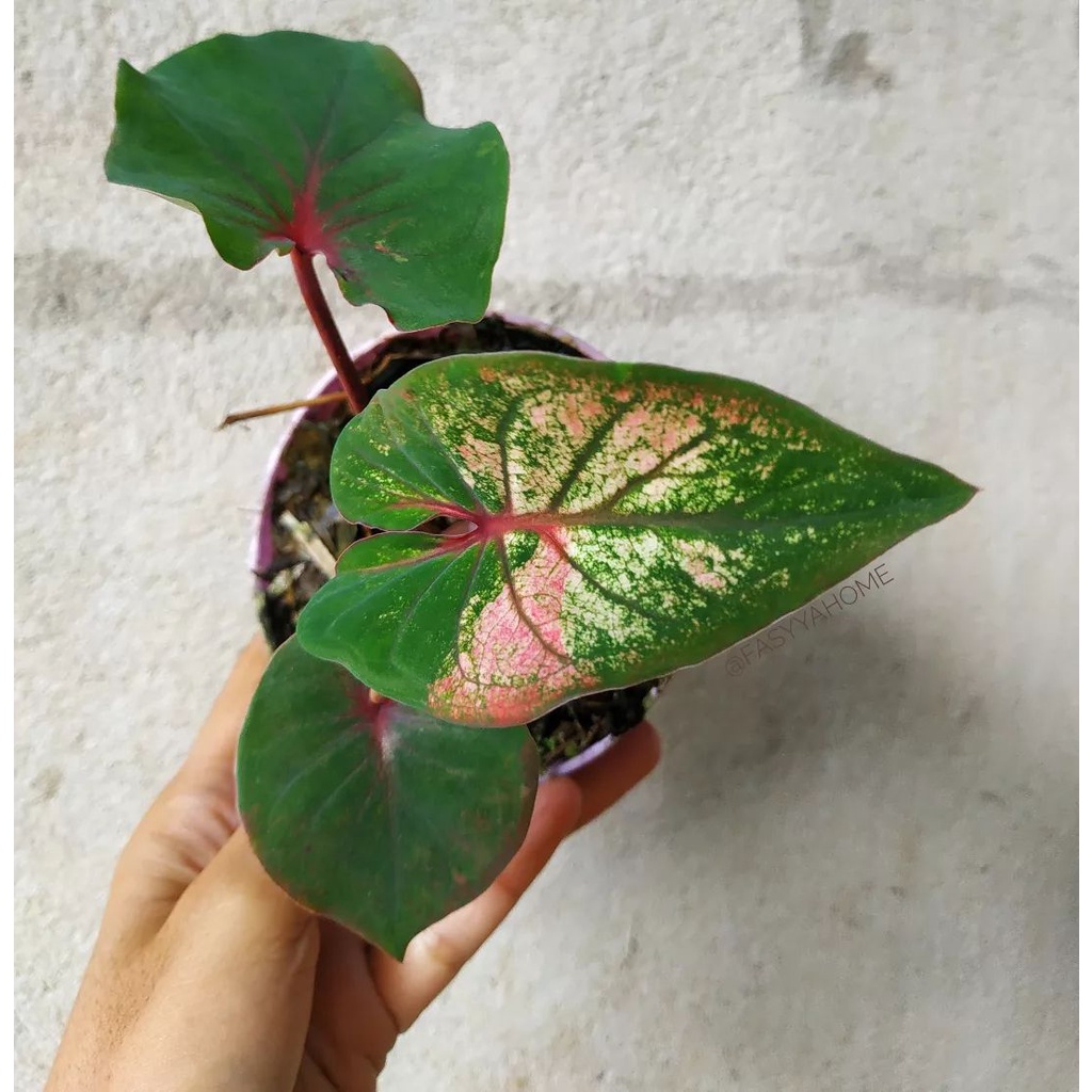 Tanaman Hias Keladi Hanoman Obong