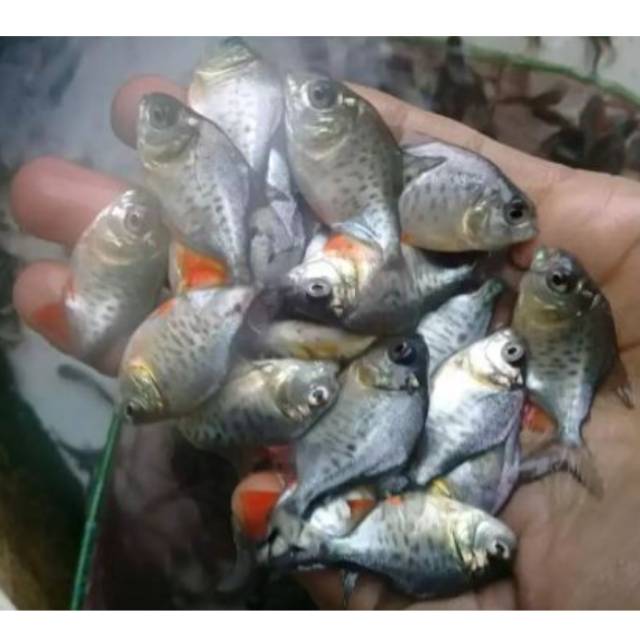 Bibit ikan bawal konsumsi