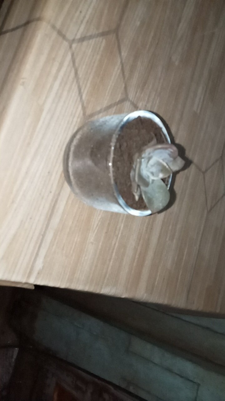 Gelas Sloki Bulat Bisa Cod Pot Terarium Lilin Aroma Terapi Puding Promo Termurah