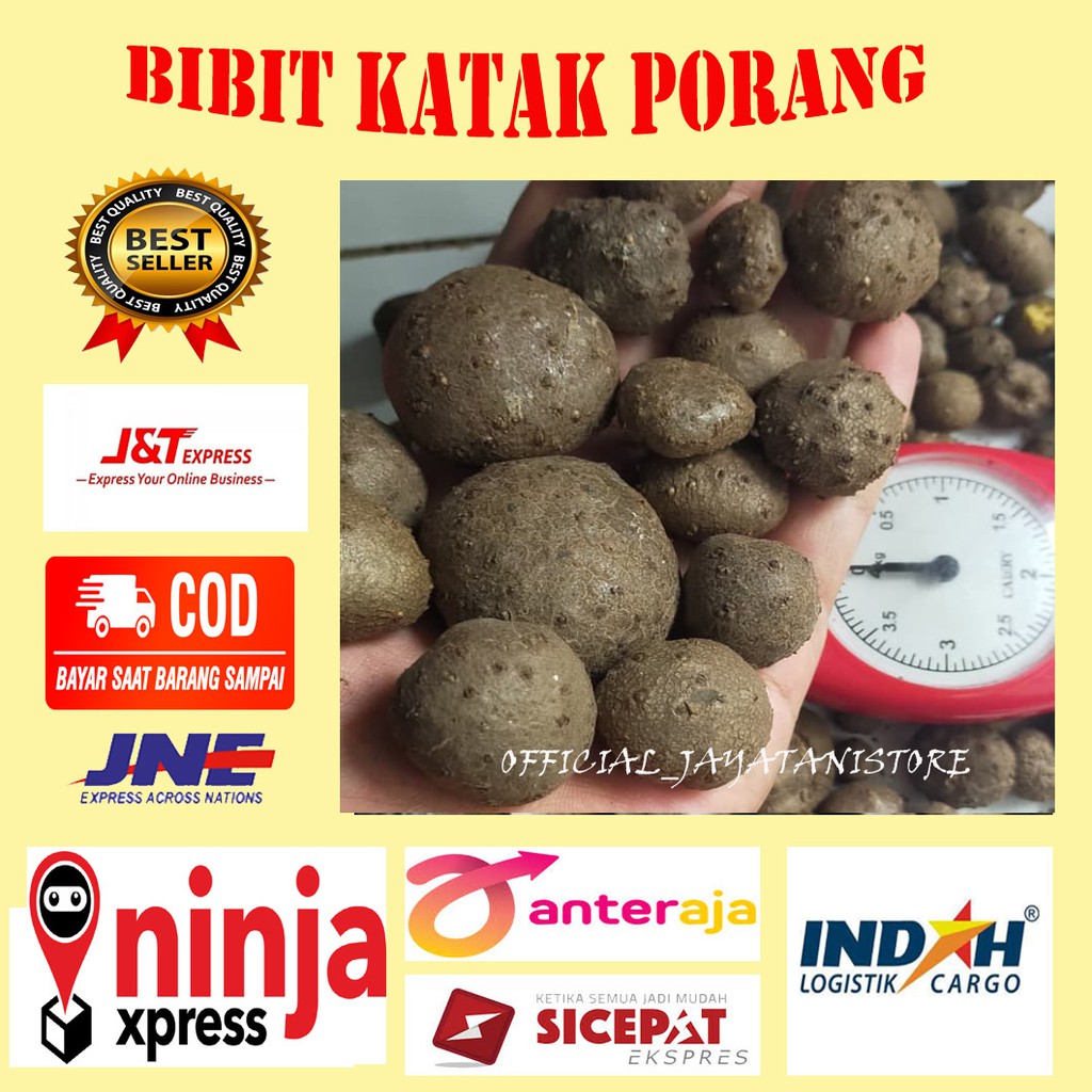 KATAK PORANG MURAH BENIH KATAK PORANG PORANG KATAK ASLI DORMAN 1KG BISA COD