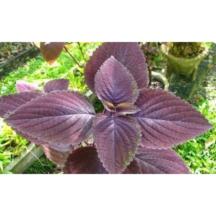 

DAUN MIYANA / DAUN JAWER KOTOK 500 gram