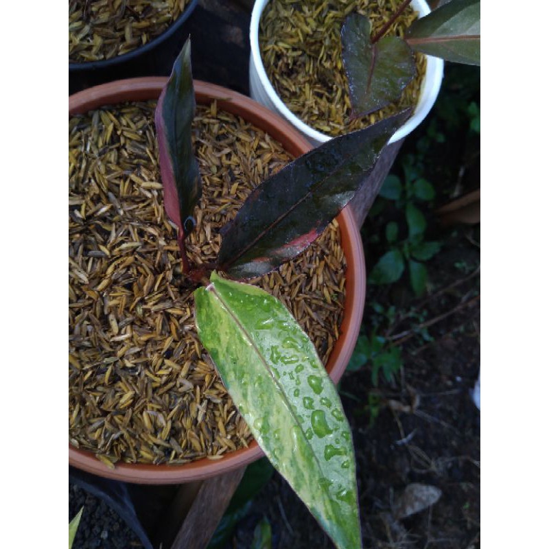 Anthurium hokeri black pink
