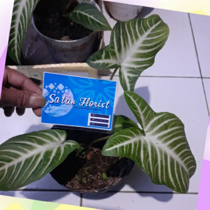Bisa COD Keladi Zebra Xanthosoma Lindeni zise zise besar 4-6daun