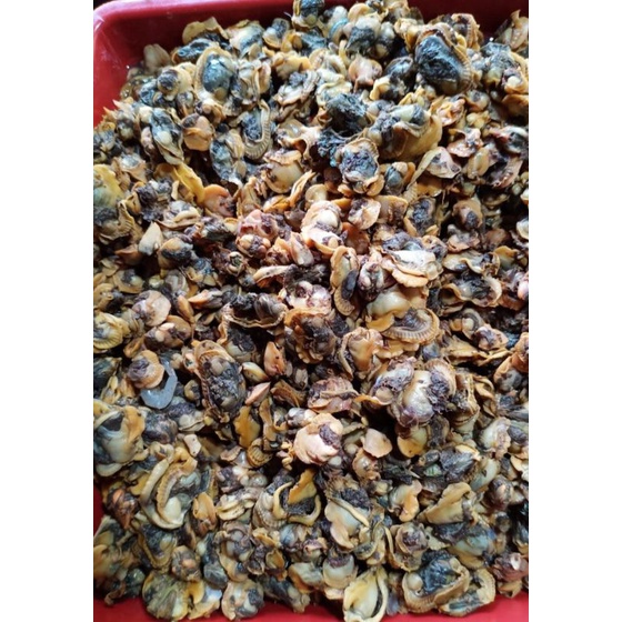 

Kerang Dara / 500 gr