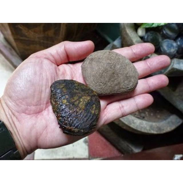 KLUWEK/KLUWAK/ BIJI KLUWEK FRESH 500GRAM