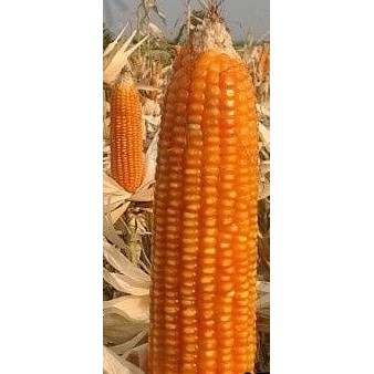 benih isi 10 bibit jagung HYBRID bibit tanaman sayuran