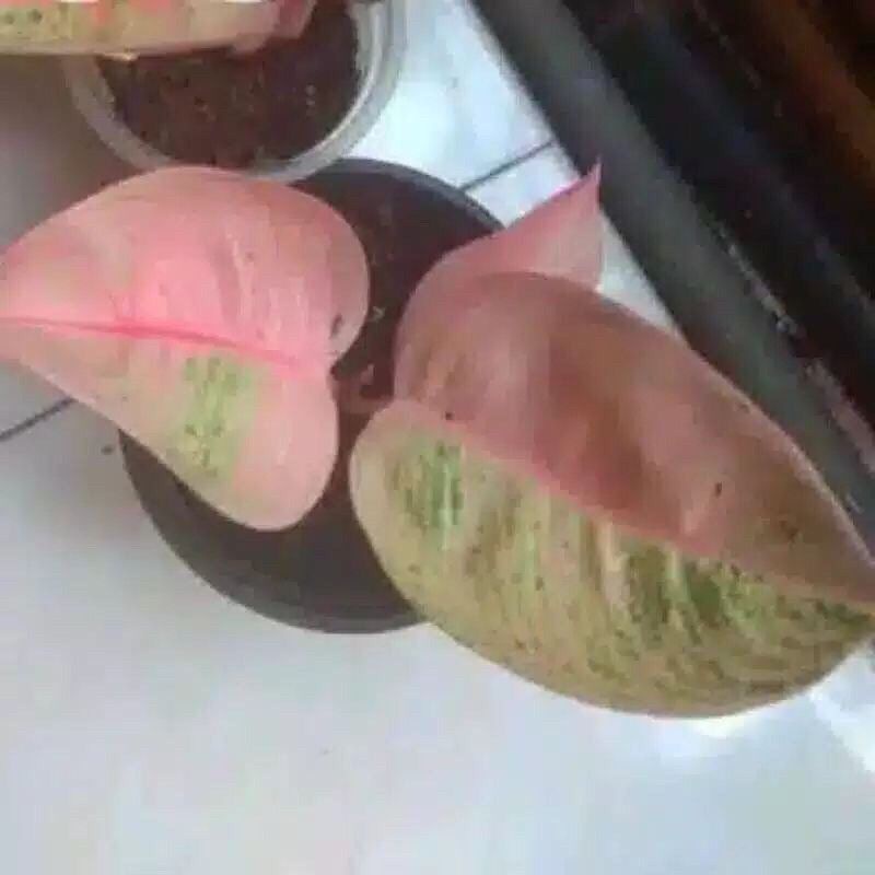 Bonggol Aglonema RomanticLove