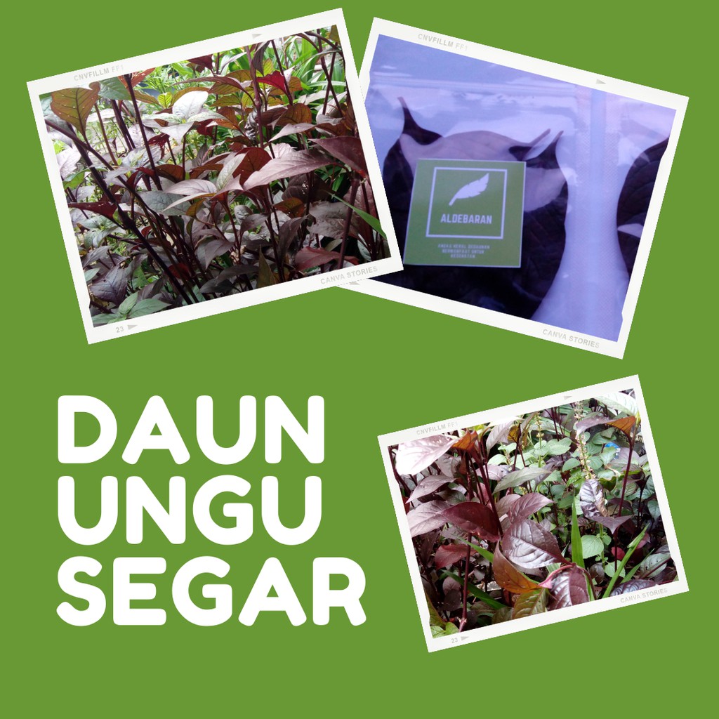 

DAUN UNGU SEGAR 25 LEMBAR