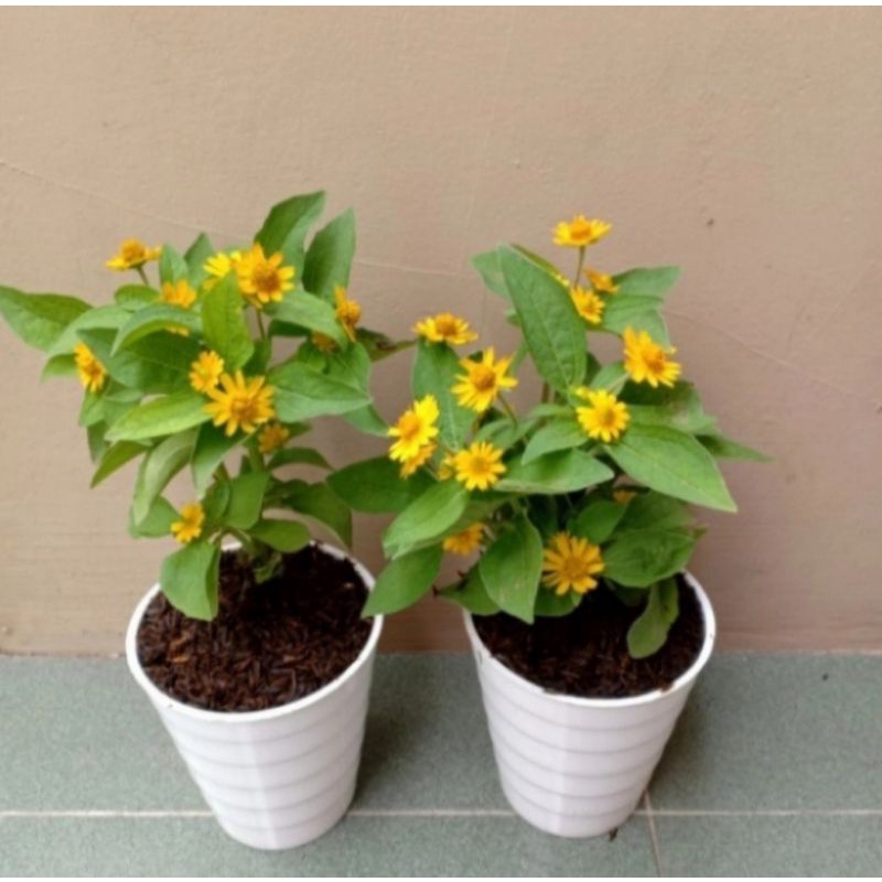 Pohon Bunga Matahari Mini Tanaman Hias Pohon Matahari Bunga Kecil