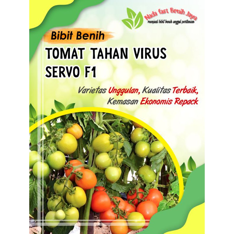 Benih Tomat servo - Bibit tomat servo 3 biji