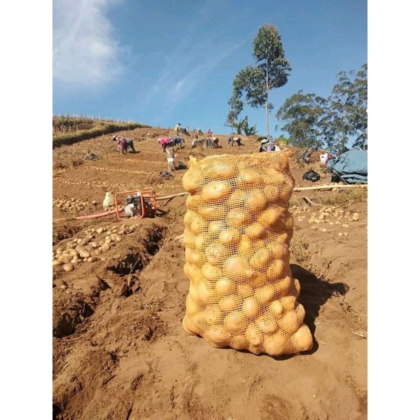 

kentang Granola super langsung dari petani