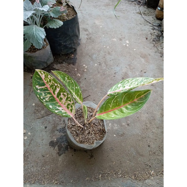 Tanaman hias donacermen, aglonema murah bagus